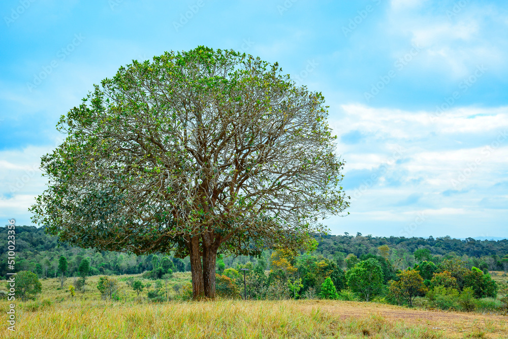 tree in the field