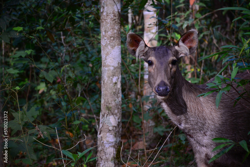 deer in the forest