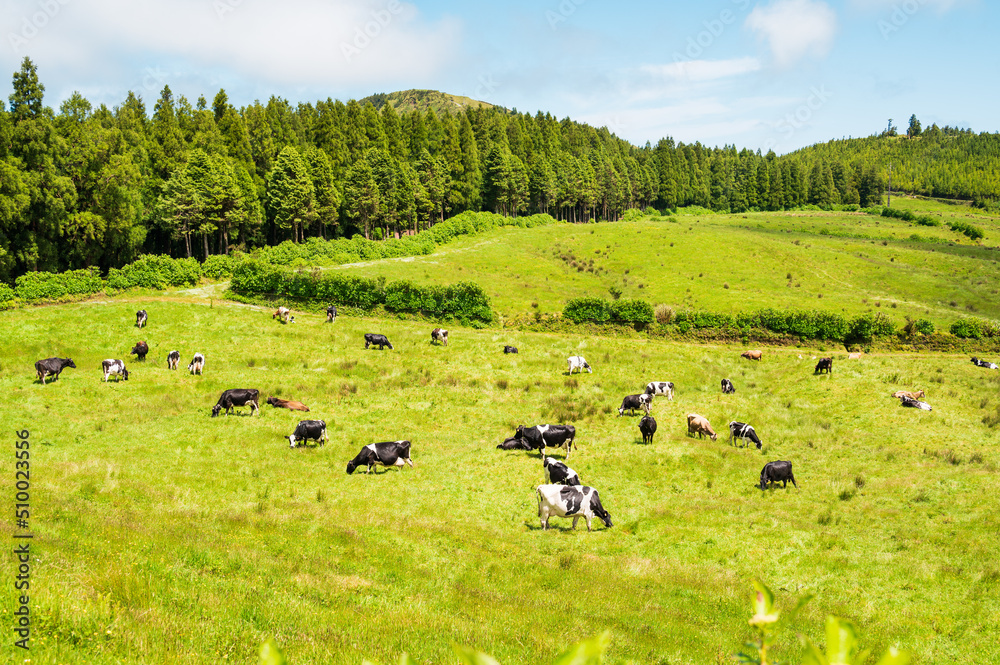 Obraz premium Juicy green pasture with a lot of black-white and brown cows near the forest, against a blue sky with clouds