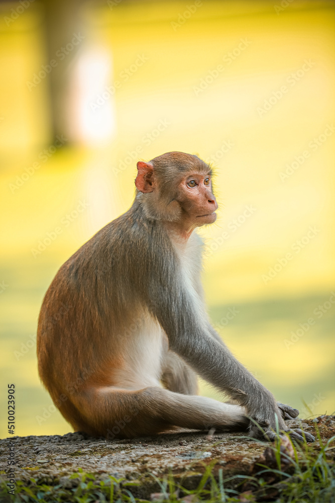 Obraz premium Monkey Sitting On Concrete ground.
