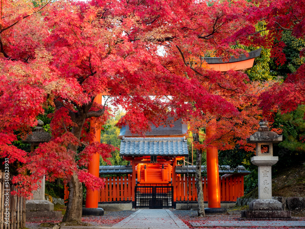 Fototapeta premium 京の紅葉