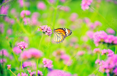 butterfly on a flower © Siri.P