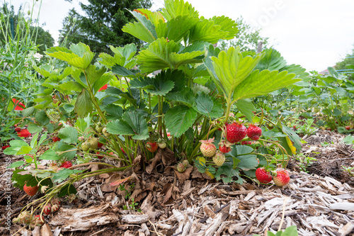 Cultiver ses propres fraises au potager : fraisier et grosses fraises bien rouges