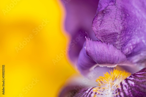 Fototapeta Naklejka Na Ścianę i Meble -  Macro photo of petals and villi of purple iris on a yellow blurred background.