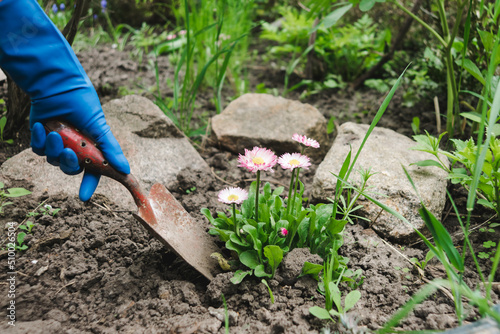 Gardeners hands planting flowers at back yard. A garden shovel is held by a hand in a blue latex glove. Transplanting daisies in the garden