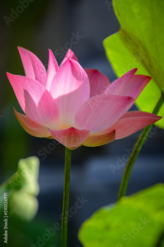 pink water lily