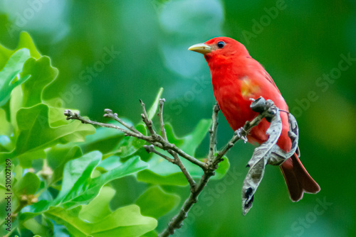 Summer Tanager Perched in a Tree (Red Bird) (Piranga rubra) © Kevin E Beasley