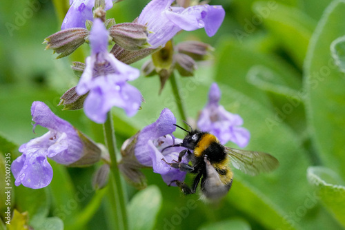 Hummel bestäubt eine Salbeiblüte 