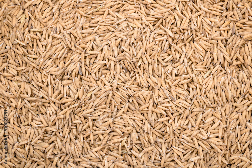 Dried Paddy Seeds Yellow Plant Seeds Nature background Thousands of seeds Dried Paddy Seeds Yellow Plant Seeds Nature background Thousands of seeds