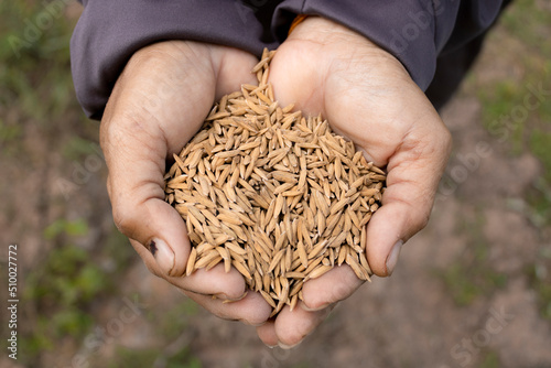 Rice seeds in the hands of Thai farmers Prepare thousands of seeds for planting.