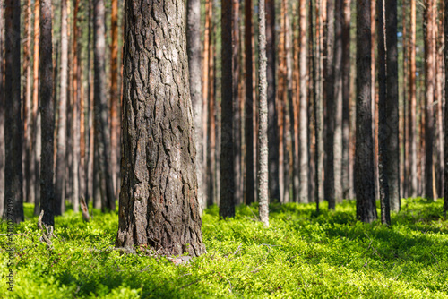 Background pine forest with green lush blueberry grass. Focus in foreground  blurred background.