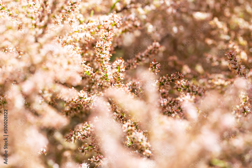 Tamarix bush in blur