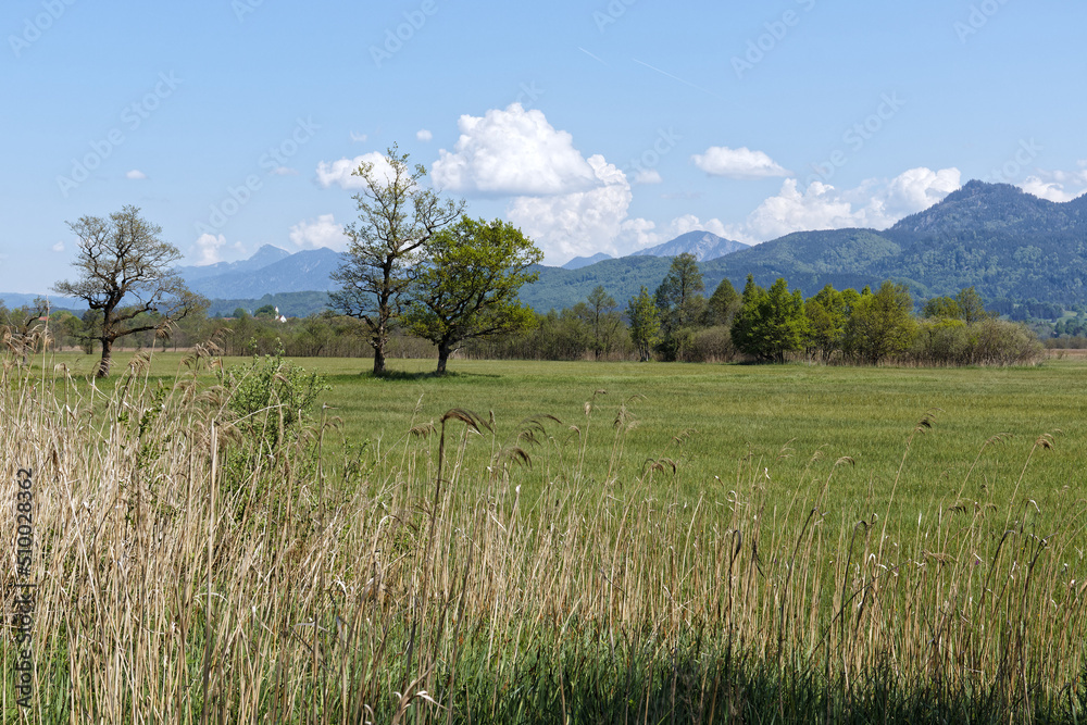 Landscape in the Murnauer Moos with the mountains of the Estergebirge in the background, Alps, Bavaria, Germany, Europe
