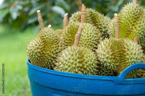 The harvested durians are cut and put in the blue basket in the garden, product quality for export, king of fruit in Thailand, for advertising concept 