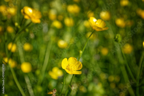 Meadow in early summer with blooming buttercups, Ranunculus acris photo