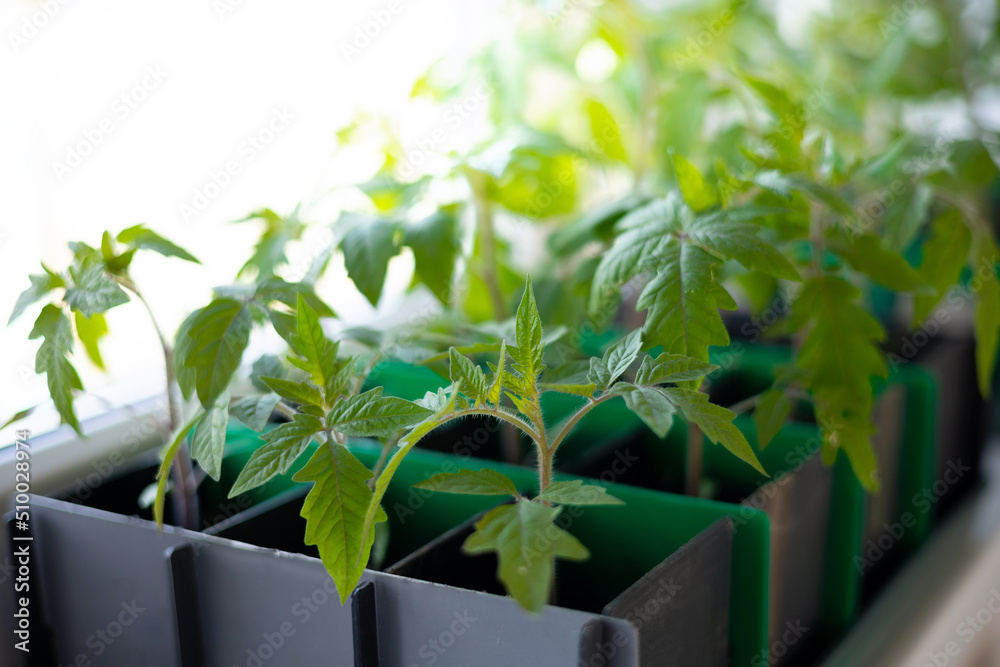 Horticulture. Tomato seedlings in a box on the window under sunlight. Spring. Plant care. Horticulture. Tomato seedlings in a box on the window under sunlight. Spring. Plant care.