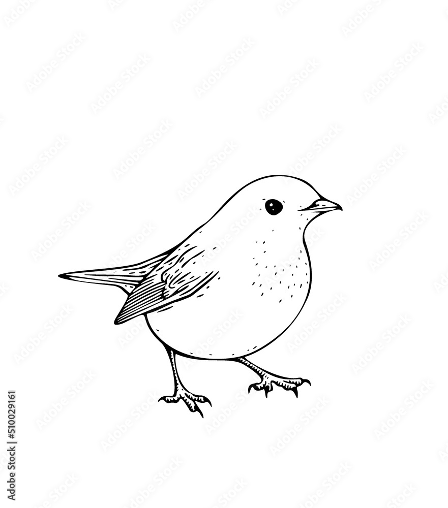 Obraz premium Hand drawn vector ink illustration of robin bird. Coloring page