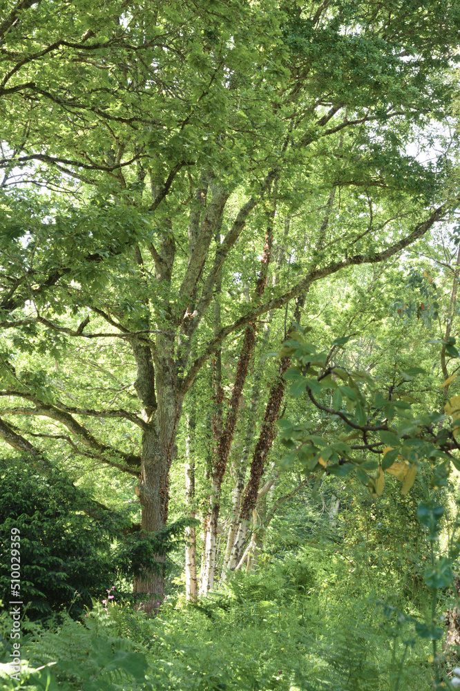 Three Birches in the forest Three Birches in the forest