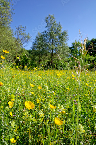 Meadow in early summer with blooming buttercups, Ranunculus acris