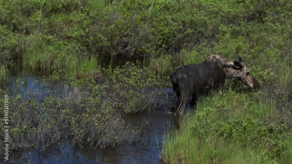 Tracking moose through flood plain marsh drinking water Tracking moose through flood plain marsh drinking water