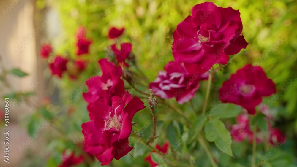 Beautiful red-pink roses blooming in a garden, close up handheld Beautiful red-pink roses blooming in a garden, close up handheld