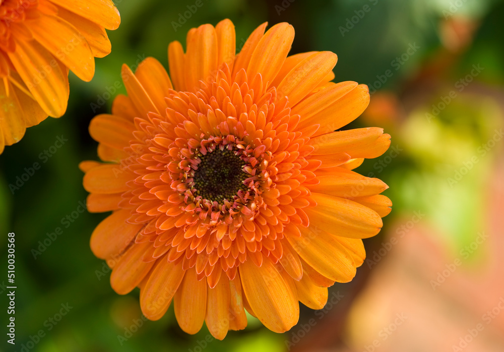 Close-up of the Guldavari flower in the park New Delhi India. Close-up of the Guldavari flower in the park New Delhi India.