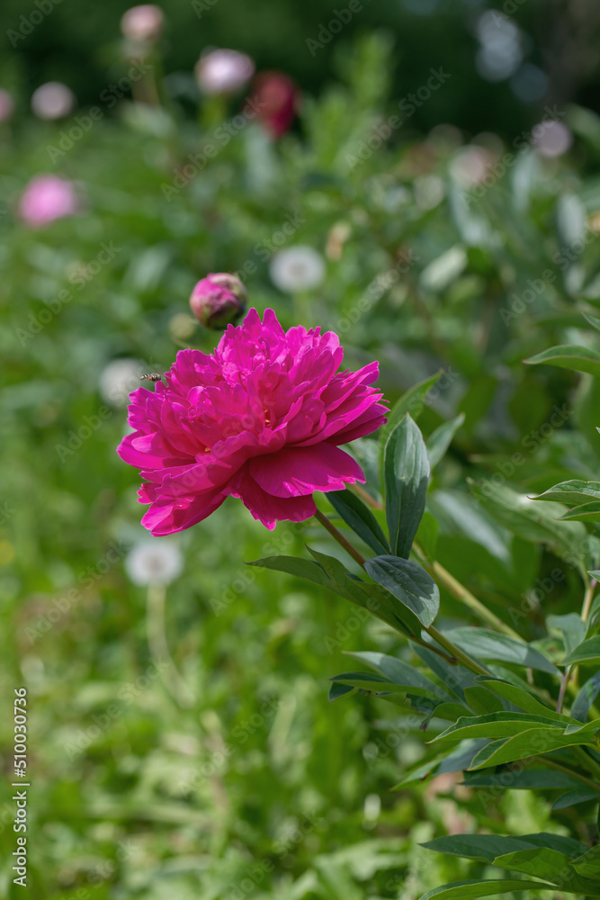 Dark pink peony blossom (Genus Paeonia) in a cutting garden.