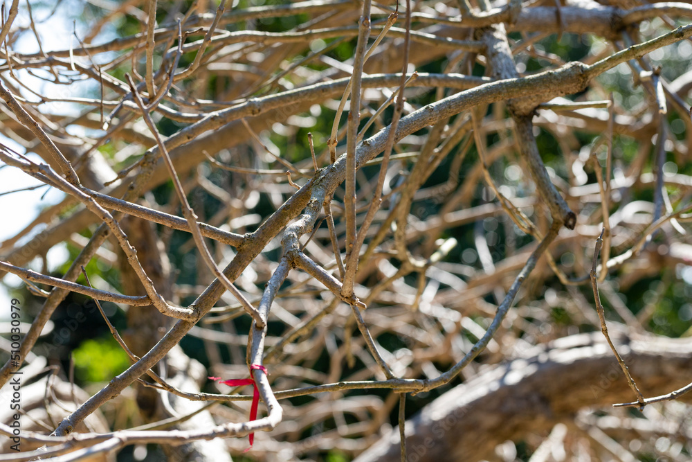 branches of trees without leaves on a tree on a sunny day branches of trees without leaves on a tree on a sunny day