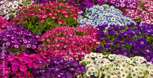 Variety of flowers in the nature  parks at new Delhi India.