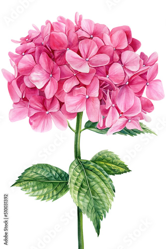 Pink hydrangea flowers on white isolated background, watercolor botanical illustration