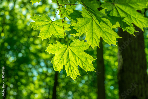 Leaves in the forest, leafy background, green bokeh