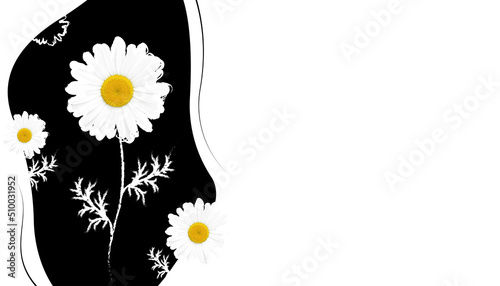 camomile daisy flower black white yellow summer