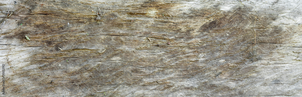 Fototapeta premium Jasne naturalne drewniane tło Tekstura starego skorodowanego drewna. Panorama. 