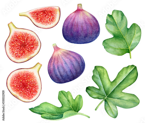Watercolor collection of the fig tree fruits, fruit parts and leaves