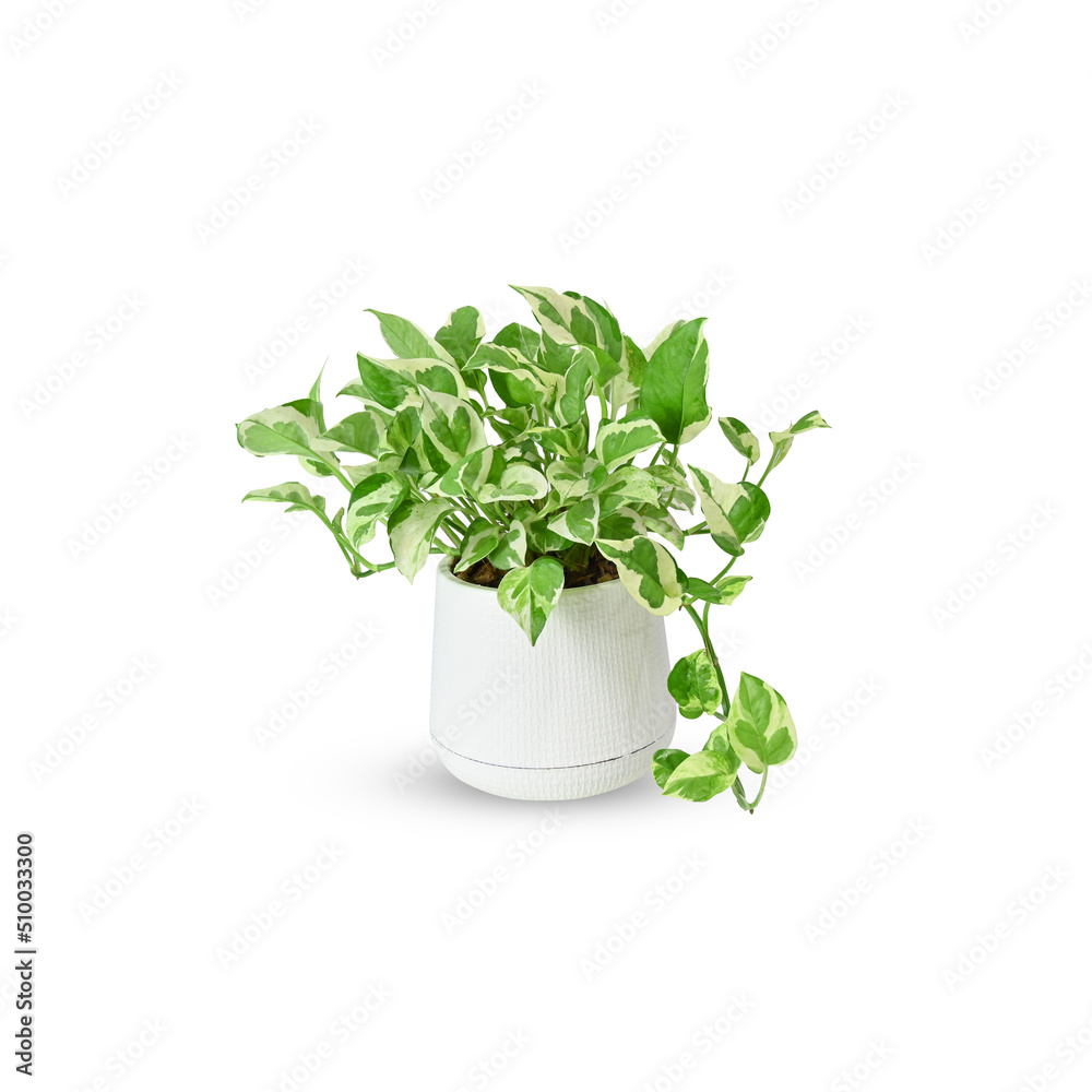 Plum spotted, ornamental plant for home and garden decoration. on a white background isolated on white background clipping part. Plum spotted, ornamental plant for home and garden decoration. on a white background isolated on white background clipping part.