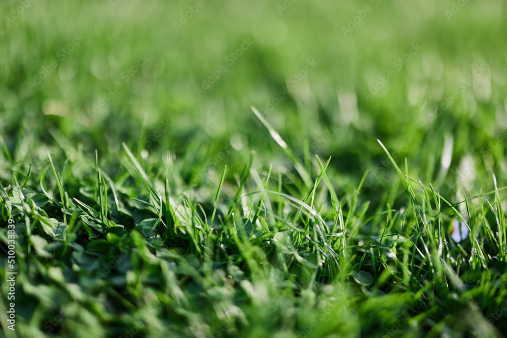 Fototapeta premium Green leaves of fresh young grass in the sunlight of the sunset sky