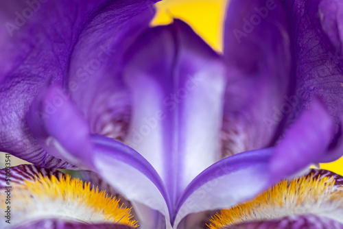 Fototapeta Naklejka Na Ścianę i Meble -  Macro photo of iris. Yellow-purple color scheme. full frame