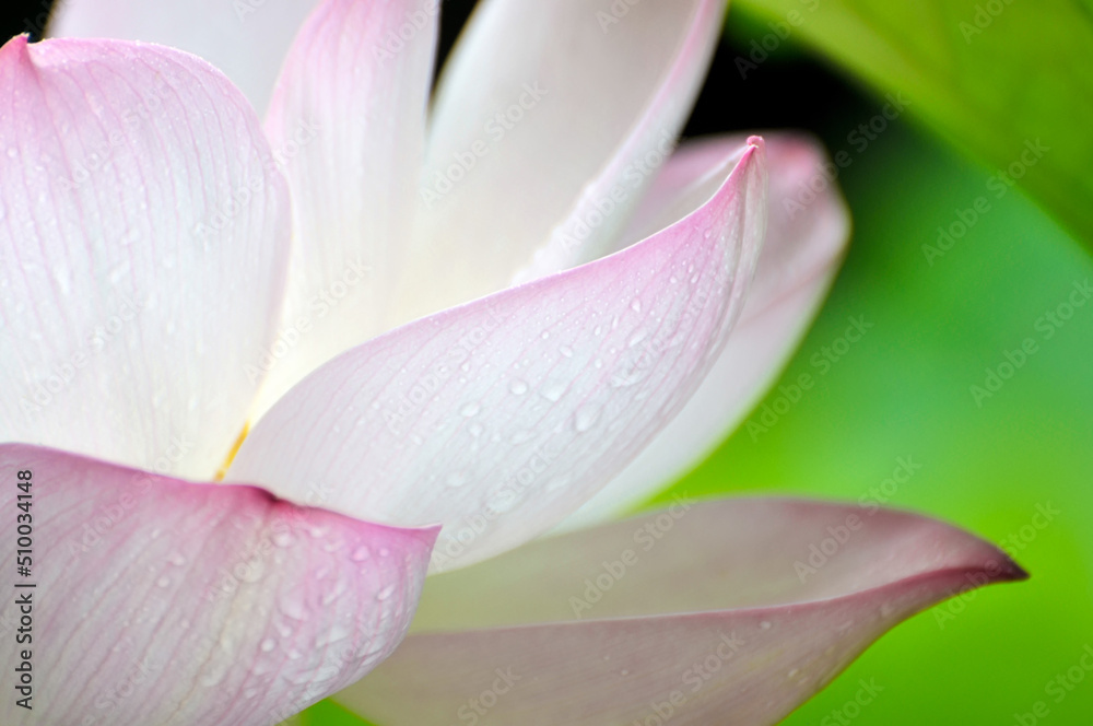 Blossoming lotus flower