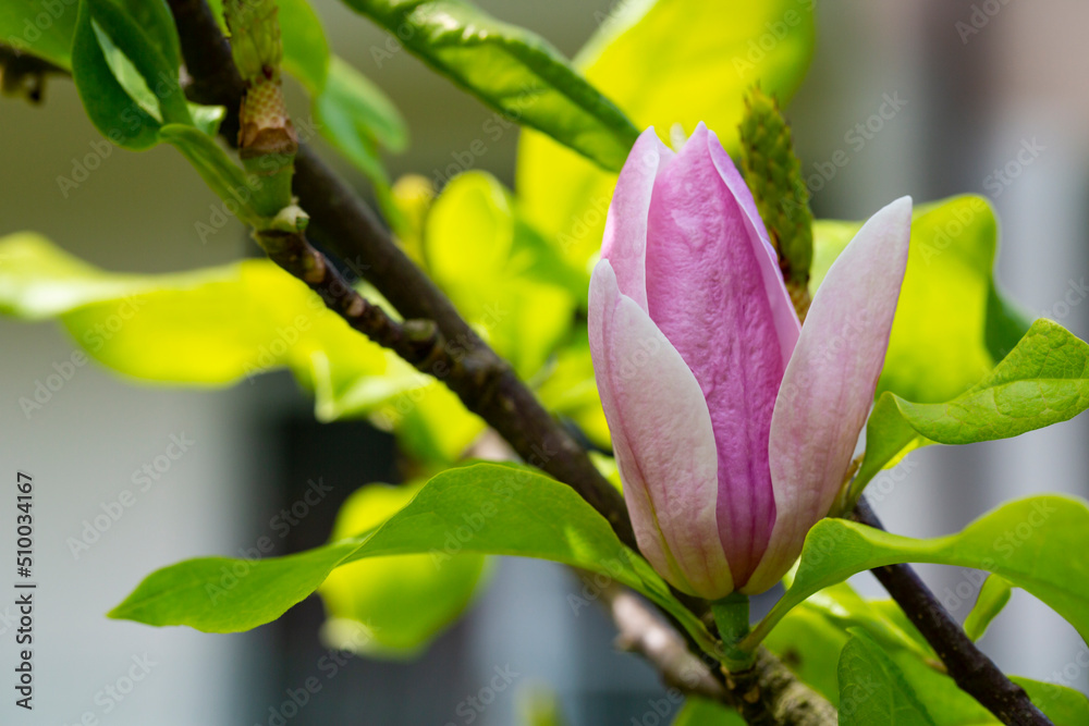 bud of pink Magnolia Soulangeana on a branch with leaves on a blurred green background, selective focus bud of pink Magnolia Soulangeana on a branch with leaves on a blurred green background, selective focus