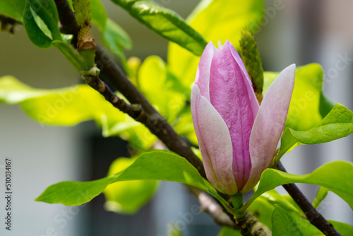 bud of pink Magnolia Soulangeana on a branch with leaves on a blurred green background, selective focus