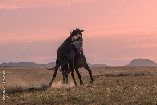 Wild Horse stallions Fighting at Sunset in the Utah Desert