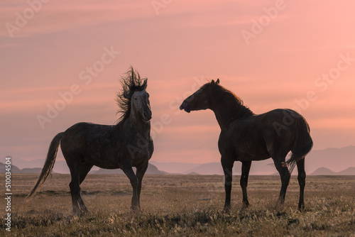 Wild Horse stallions Fighting at Sunset in the Utah Desert