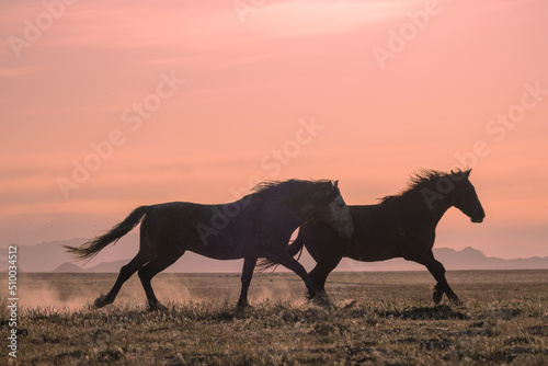 Wild Horse stallions Fighting at Sunset in the Utah Desert © natureguy