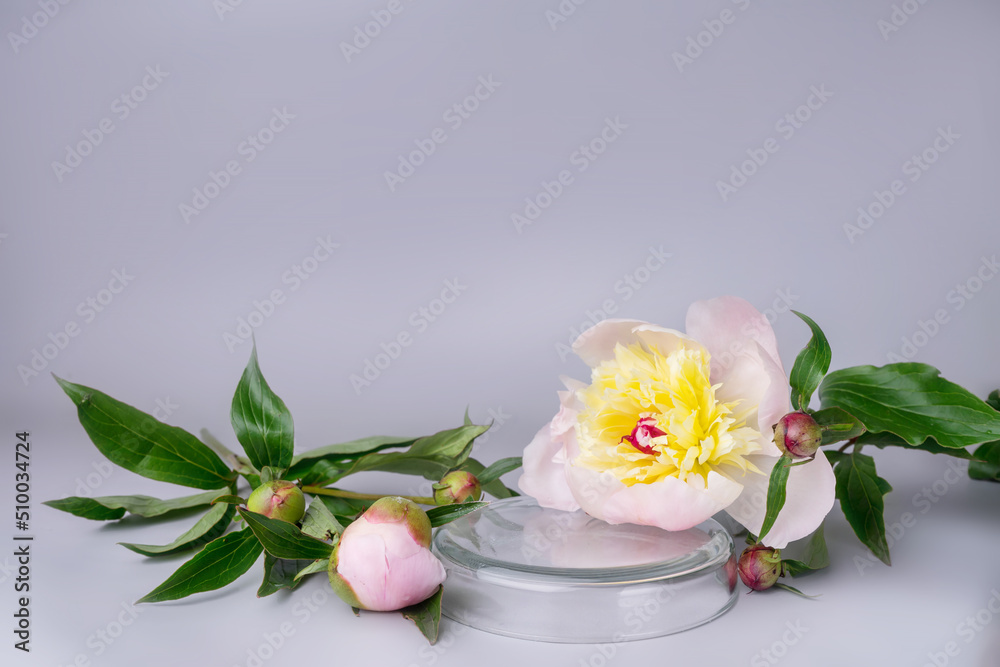 Podium for display cosmetic and goods with fresh spring flowers piony modern fashion style.