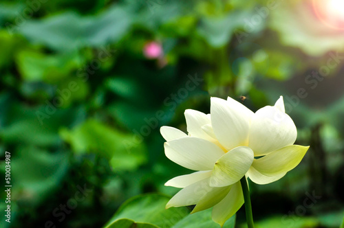 Blossoming lotus flower