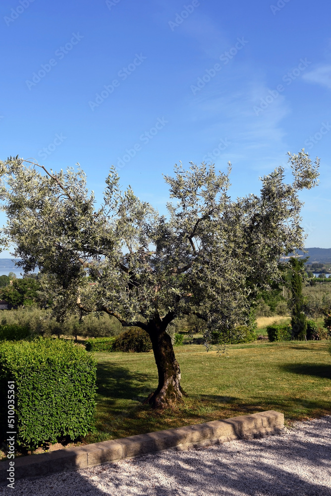 landscape in the hills of lake Bolsena Italy