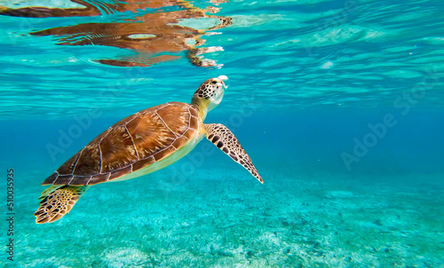 Green sea turtle taking a breath of fresh air