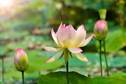 Blossoming lotus flower