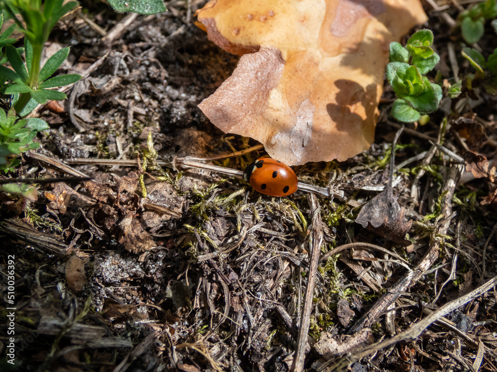 Close-up of the seven-spot ladybird (Coccinella septempunctata) on aground. Elytra are red, punctuated with three black spots each, with one over the junction of two Close-up of the seven-spot ladybird (Coccinella septempunctata) on aground. Elytra are red, punctuated with three black spots each, with one over the junction of two