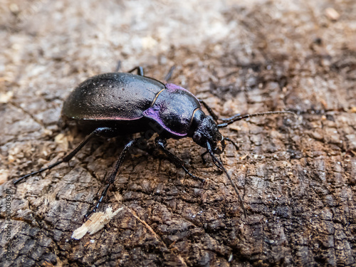 Macro of the Bronze ground beetle or bronze carabid  Carabus nemoralis  - a large  black ground beetle with coppery sheen and the edges of its elytra iridescent purple